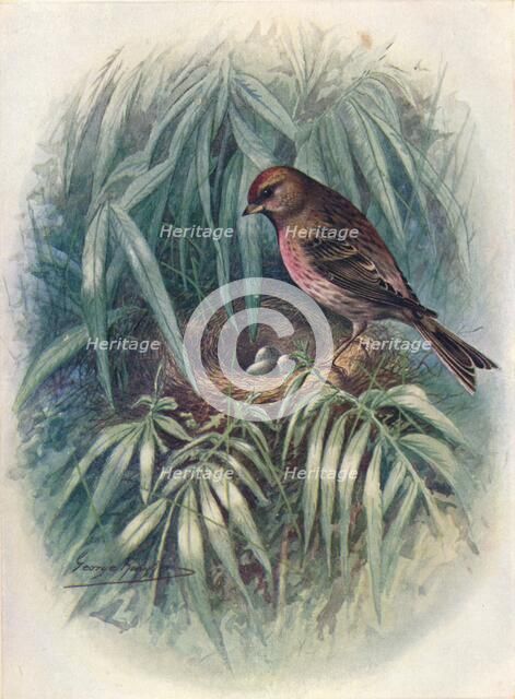 'Lesser Redpoll - Lino'ta rufes'cens', c1910, (1910). Artist: George James Rankin.