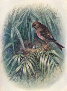 Lesser Redpoll - Lino'ta rufes'cens c1910, (1910). Artist: George James Rankin