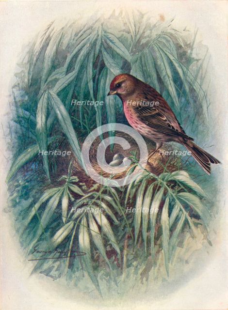 'Lesser Redpoll - Lino'ta rufes'cens', c1910, (1910). Artist: George James Rankin.
