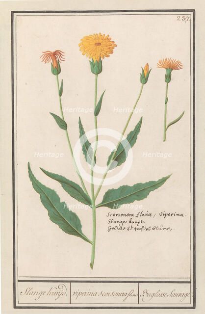 Lesser salsify (Scorzonera humilis), 1596-1610. Creators: Anselmus de Boodt, Elias Verhulst.
