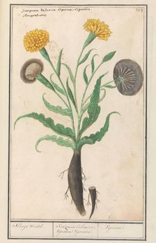 Lesser salsify (Scorzonera humilis), 1596-1610. Creators: Anselmus de Boodt, Elias Verhulst