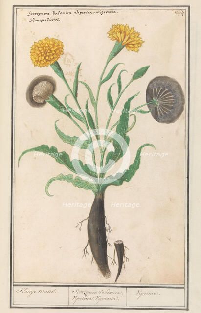 Lesser salsify (Scorzonera humilis), 1596-1610. Creators: Anselmus de Boodt, Elias Verhulst.