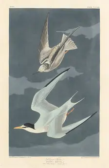 Lesser Tern, 1836. Creator: Robert Havell