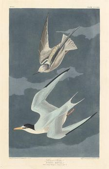 Lesser Tern, 1836. Creator: Robert Havell