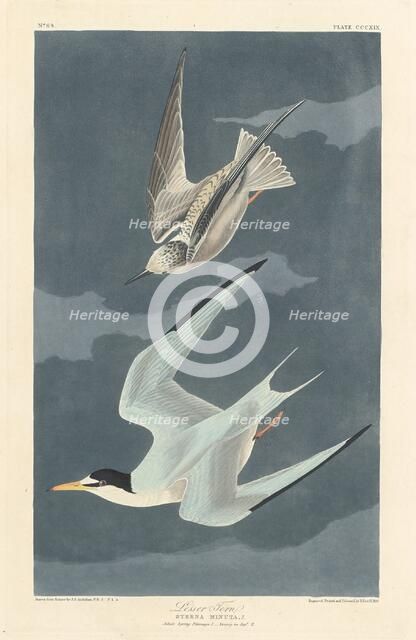 Lesser Tern, 1836. Creator: Robert Havell.