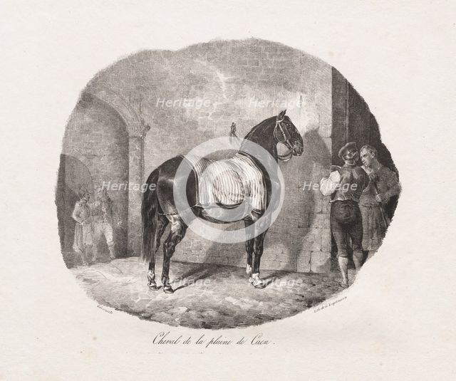 Lithographed Studies of Horses: Pl. 7, Horse from the Caen Plain , 1822. Creator: Théodore Géricault (French, 1791-1824); Gihaut.