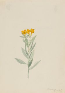 Lithospermum canescens, 1907. Creator: Mary Vaux Walcott