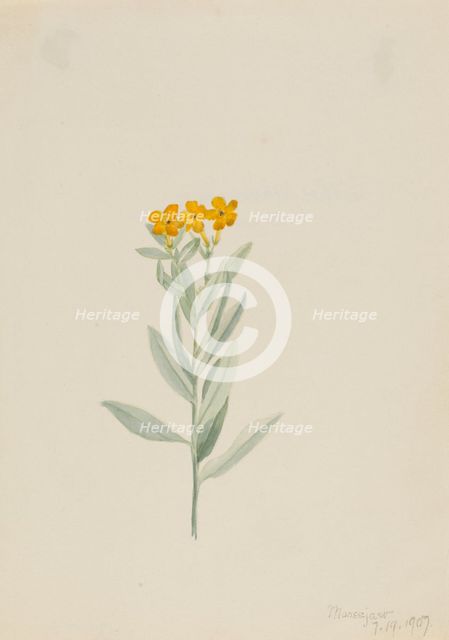 Lithospermum canescens, 1907. Creator: Mary Vaux Walcott.