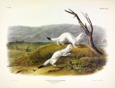 Litle Nimble Weasel, Putorius Agilis, 1845