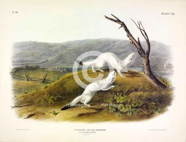 Litle Nimble Weasel, Putorius Agilis, 1845.