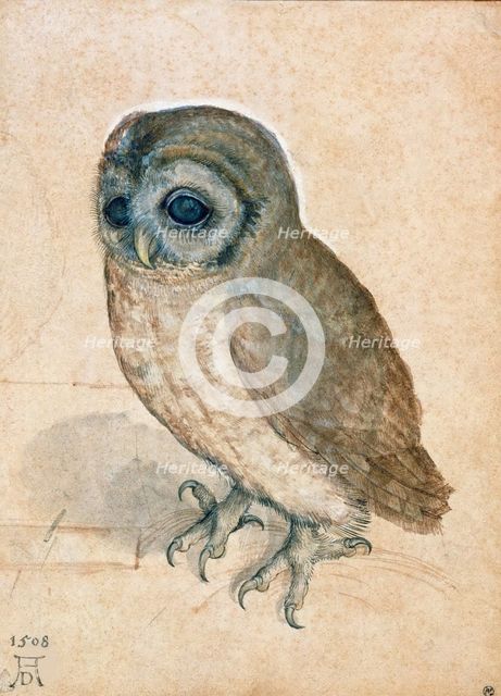 Little Owl, 1508. Creator: Dürer, Albrecht (1471-1528).