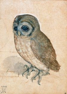 Little Owl, 1508. Creator: Dürer, Albrecht (1471-1528)
