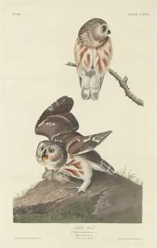 Little Owl, 1834. Creator: Robert Havell