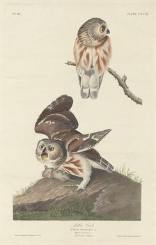 Little Owl, 1834. Creator: Robert Havell