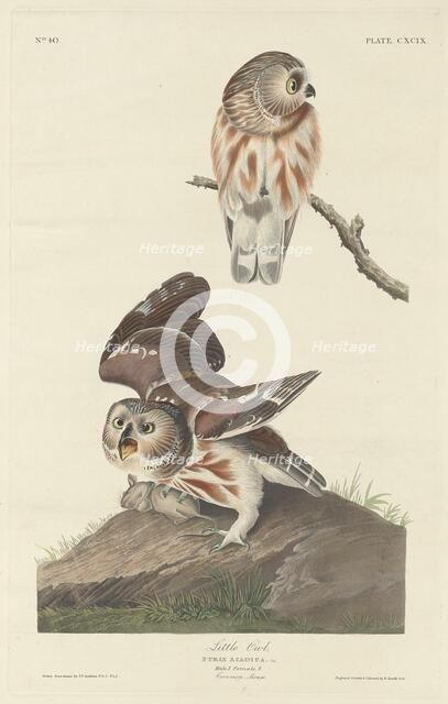 Little Owl, 1834. Creator: Robert Havell.