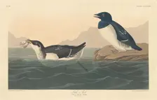 Little Auk, 1836. Creator: Robert Havell