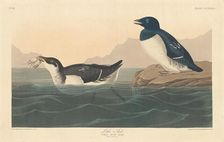 Little Auk, 1836. Creator: Robert Havell
