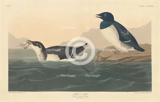 Little Auk, 1836. Creator: Robert Havell.