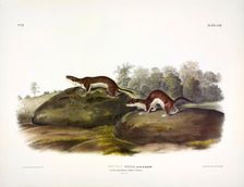 Little American Brown Weasel, Mustela Fusca, 1845