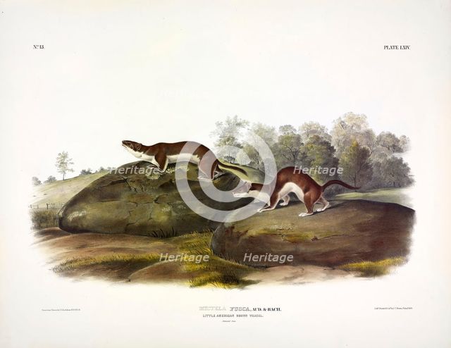 Little American Brown Weasel, Mustela Fusca, 1845.