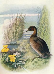 Little Grebe or Dabchick - Podic'ipes fluvia'tilis c1910, (1910). Artist: George James Rankin