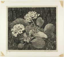 Little Plant in Moss, plate one from Flower Studies, 1898, printed 1917/19. Creator: Theo van Hoytema
