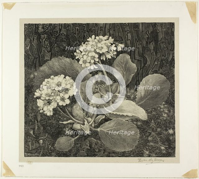 Little Plant in Moss, plate one from Flower Studies, 1898, printed 1917/19. Creator: Theo van Hoytema.