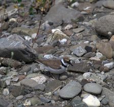Little Ringed Plover