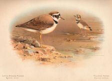 Little Ringed Plover (Aegialitis minor), Killdeer Plover (Oxyechus vociferus) 1900, (1900). Artist: Charles Whymper