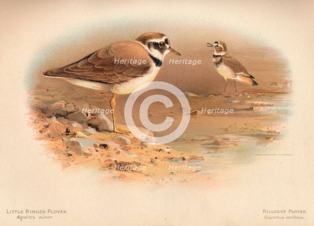 'Little Ringed Plover (Aegialitis minor), Killdeer Plover (Oxyechus vociferus)', 1900, (1900). Artist: Charles Whymper.