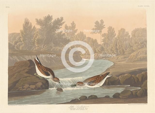 Little Sandpiper, 1836. Creator: Robert Havell.