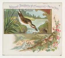 Little Sandpiper, from the Game Birds series (N40) for Allen & Ginter Cigarettes, 1888-90. Creator: Allen & Ginter