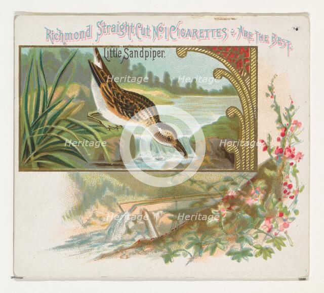Little Sandpiper, from the Game Birds series (N40) for Allen & Ginter Cigarettes, 1888-90. Creator: Allen & Ginter.