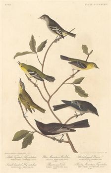 Little Tyrant Flycatcher, Small-Headed Flycatcher, Blue Mountain Warbler.., 1838. Creator: Robert Havell