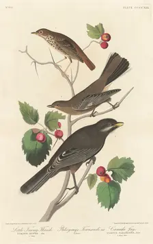 Little Tawny Thrush, 1838. Creator: Robert Havell
