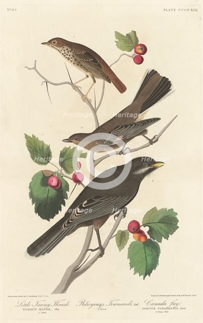 Little Tawny Thrush, 1838. Creator: Robert Havell.