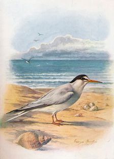 Little Tern - Stern'a minu'ta c1910, (1910). Artist: George James Rankin