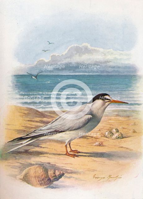 'Little Tern - Stern'a minu'ta', c1910, (1910). Artist: George James Rankin.