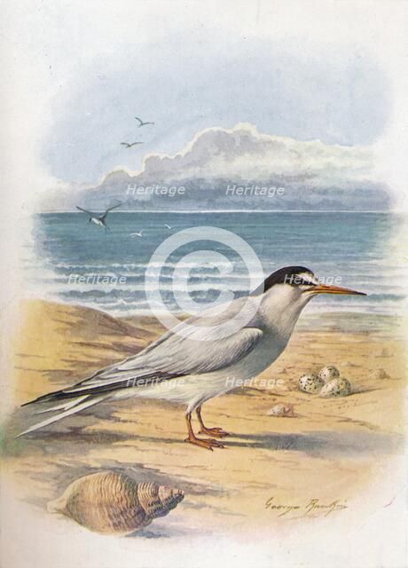 'Little Tern - Stern'a minu'ta', c1910, (1910). Artist: George James Rankin.