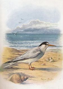 Little Tern - Stern'a minu'ta c1910, (1910). Artist: George James Rankin
