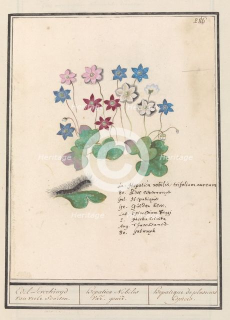 Liver flower (Anemone hepatica, old name: Hepatica nobilis), 1596-1610. Creators: Anselmus de Boodt, Elias Verhulst.