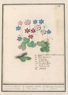 Liver flower (Anemone hepatica, old name: Hepatica nobilis), 1596-1610. Creators: Anselmus de Boodt, Elias Verhulst