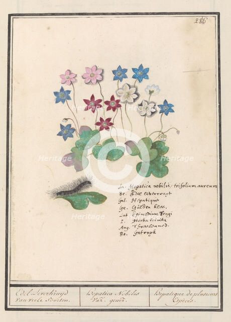 Liver flower (Anemone hepatica, old name: Hepatica nobilis), 1596-1610. Creators: Anselmus de Boodt, Elias Verhulst.