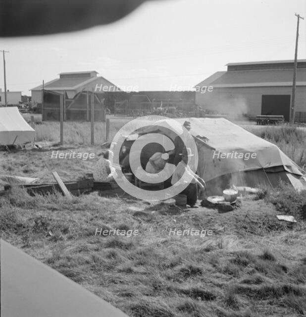 Living conditions for migrant potato pickers, Siskiyou County, California, 1939. Creator: Dorothea Lange.