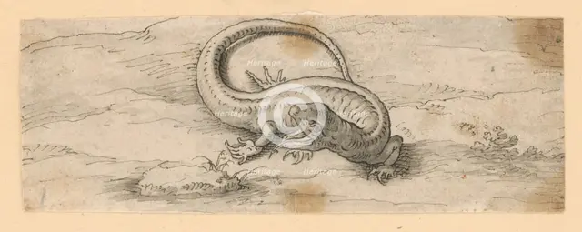 Lizard, 1601/1700. Creator: Unknown.