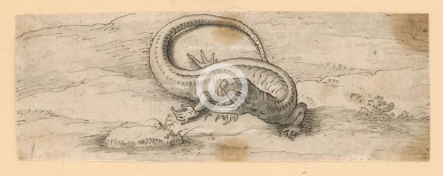 Lizard, 1601/1700. Creator: Unknown.