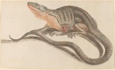 Lizard, 1680s/1690s. Creator: Workshop of Johann Teyler