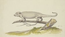 Lizard or salamander facing to the left, 17th century. Creator: Pieter Holsteyn