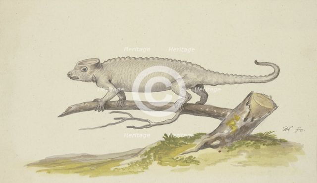 Lizard or salamander facing to the left, 17th century. Creator: Pieter Holsteyn.