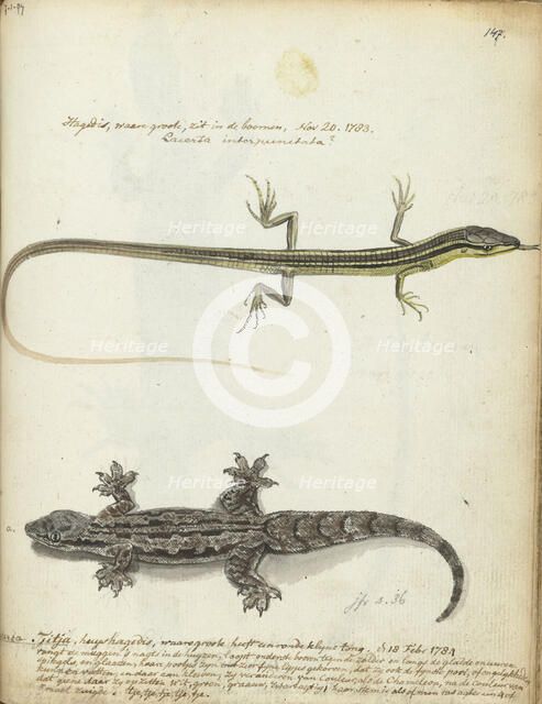 Lizard and Tjitjak, 1784. Creator: Jan Brandes.